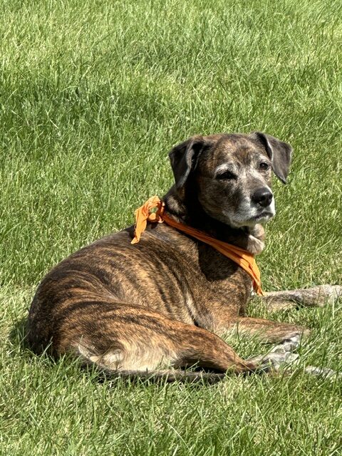 Luigi, a brindle Plott Hound in an orange bandana, lying in the grass.
