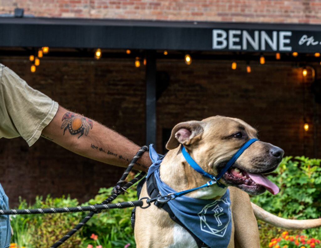 The Foundry Hotel: puparazzi dog portrait