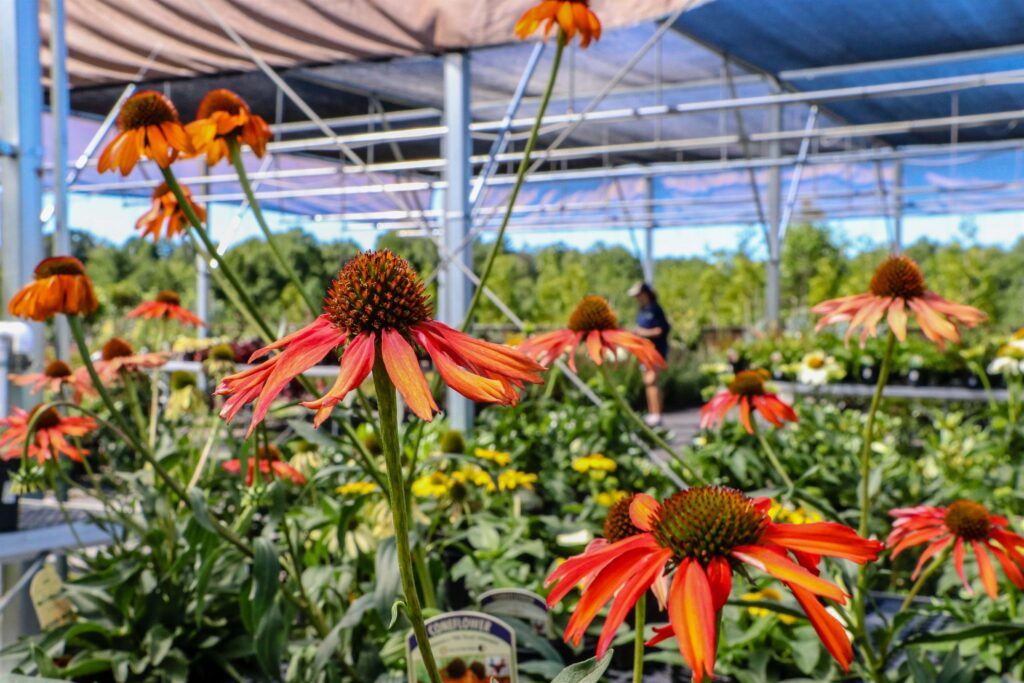 Red's Home & Garden: coneflowers